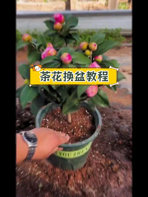 茶花换盆注意事项(茶花换盆注意事项和禁忌)-第8张图片-花花知道网 茶花换盆注意事项(茶花换盆注意事项和禁忌)-第8张图片-花花知道网
