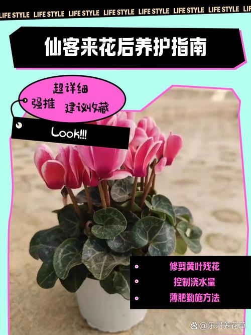 仙客来怎么修剪(仙客来修剪的正确步骤)-第1张图片-花花知道网 仙客来怎么修剪(仙客来修剪的正确步骤)-第1张图片-花花知道网