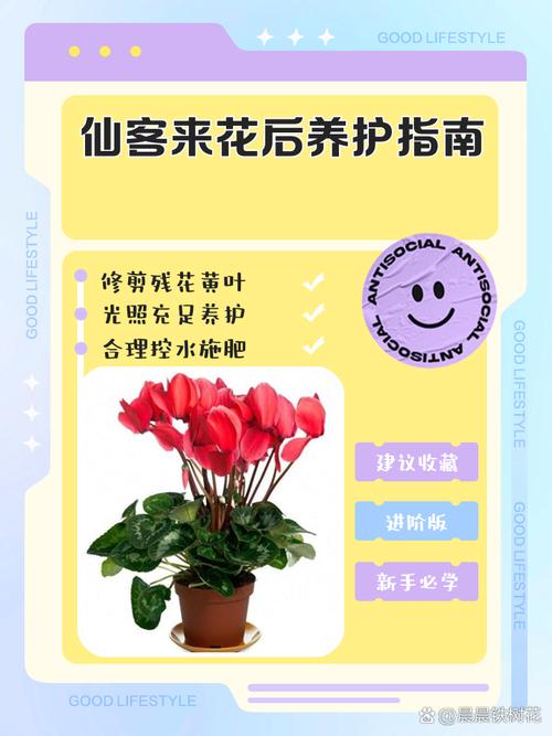 仙客来怎么修剪(仙客来修剪的正确步骤)-第3张图片-花花知道网 仙客来怎么修剪(仙客来修剪的正确步骤)-第3张图片-花花知道网