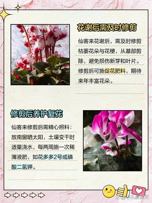 仙客来怎么修剪(仙客来修剪的正确步骤)-第4张图片-花花知道网 仙客来怎么修剪(仙客来修剪的正确步骤)-第4张图片-花花知道网