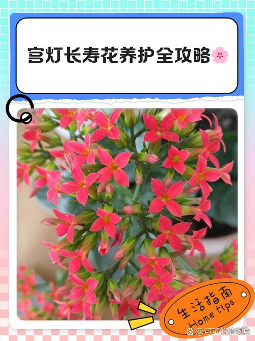 怎么让宫灯长寿花开花不断(宫灯长寿花怎么打顶)-第4张图片-花花知道网 怎么让宫灯长寿花开花不断(宫灯长寿花怎么打顶)-第4张图片-花花知道网