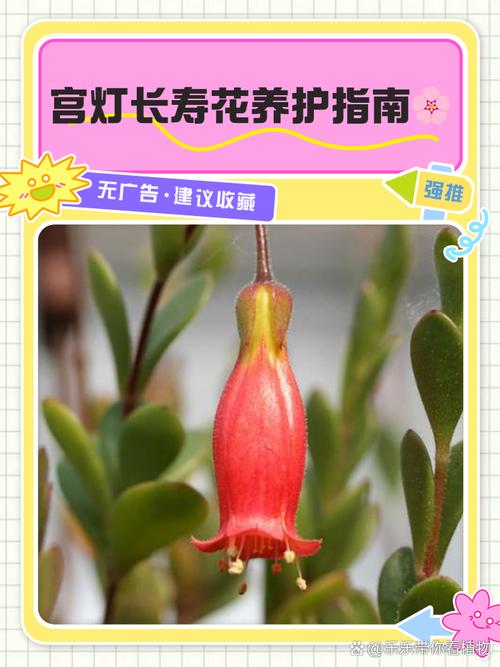 怎么让宫灯长寿花开花不断(宫灯长寿花怎么打顶)-第5张图片-花花知道网 怎么让宫灯长寿花开花不断(宫灯长寿花怎么打顶)-第5张图片-花花知道网