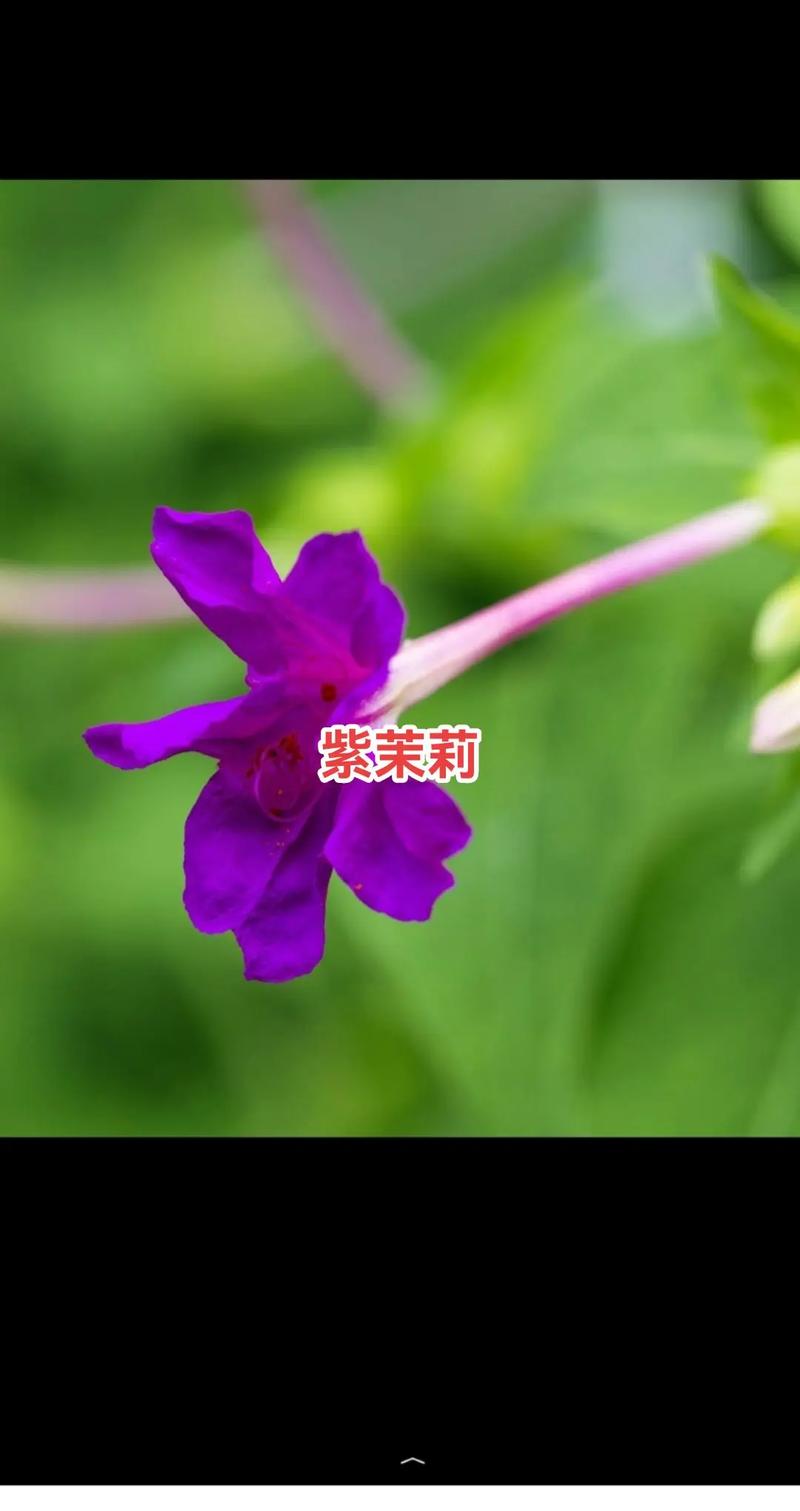 紫茉莉怎么多开花(紫茉莉怎么多开花呢)-第1张图片-花花知道网 紫茉莉怎么多开花(紫茉莉怎么多开花呢)-第1张图片-花花知道网