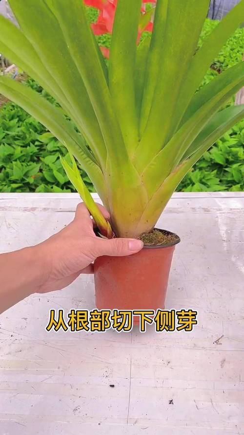 鸿运当头怎么繁殖(家里千万不能养鸿运当头)-第1张图片-花花知道网 鸿运当头怎么繁殖(家里千万不能养鸿运当头)-第1张图片-花花知道网