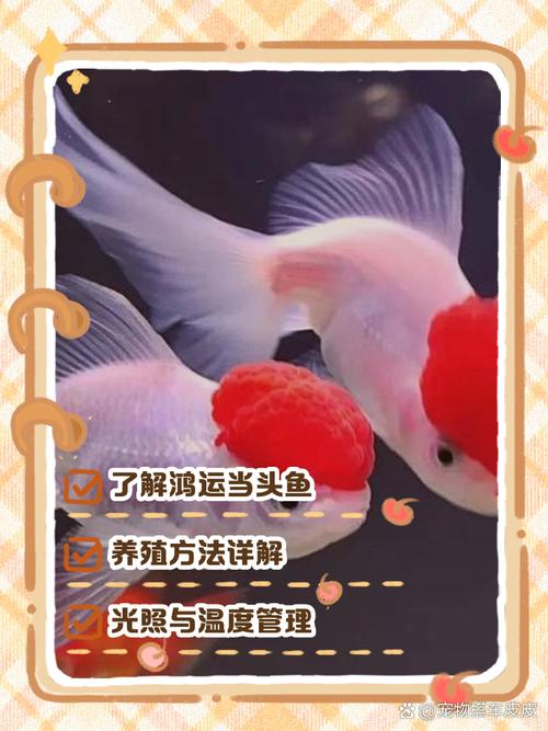 鸿运当头怎么繁殖(家里千万不能养鸿运当头)-第4张图片-花花知道网 鸿运当头怎么繁殖(家里千万不能养鸿运当头)-第4张图片-花花知道网
