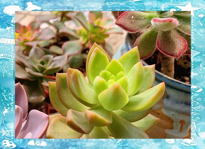 黄丽秋天怎么养（黄丽养护）-第2张图片-花花知道网