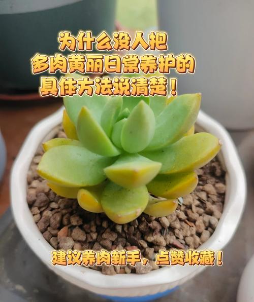 黄丽秋天怎么养（黄丽养护）-第3张图片-花花知道网