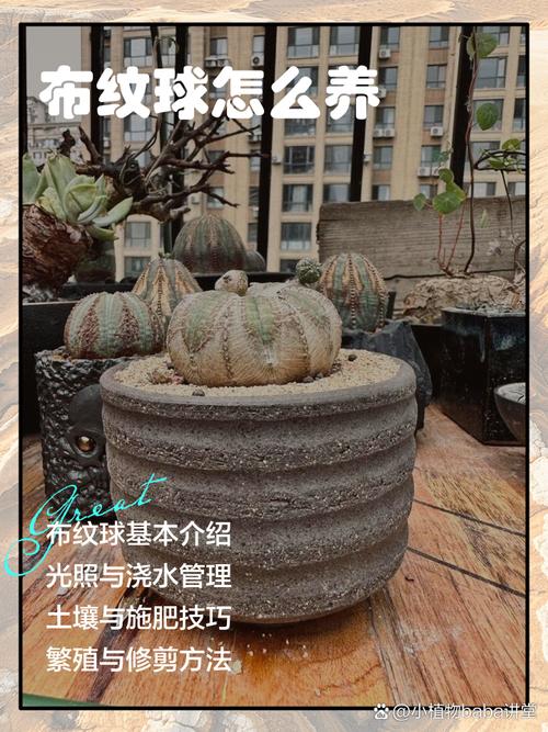多肉布纹球的养护方法和注意事项（布纹球徒长）-第3张图片-花花知道网
