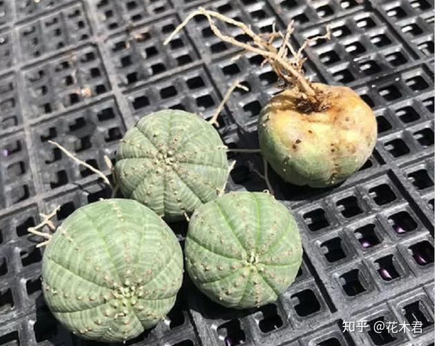 多肉布纹球的养护方法和注意事项（布纹球徒长）-第6张图片-花花知道网