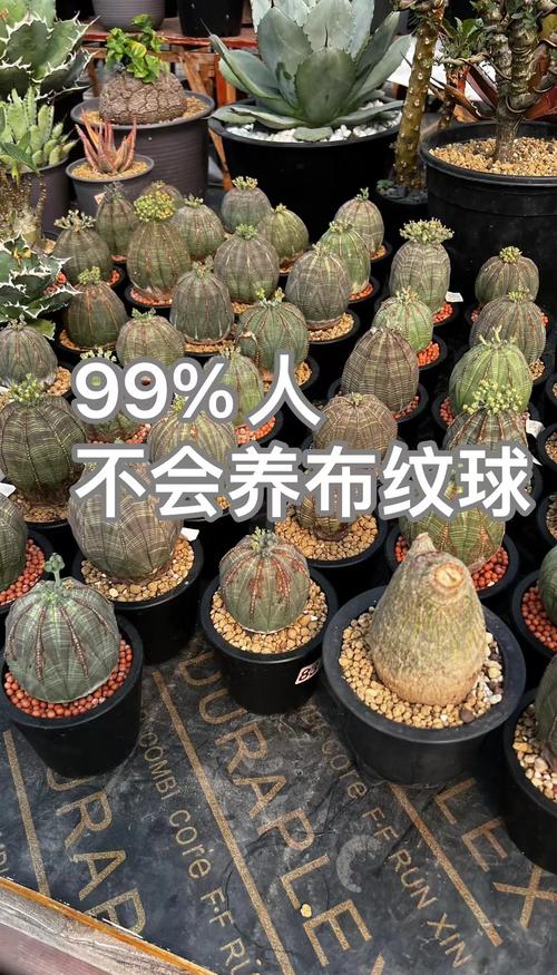 多肉布纹球的养护方法和注意事项（布纹球徒长）-第7张图片-花花知道网