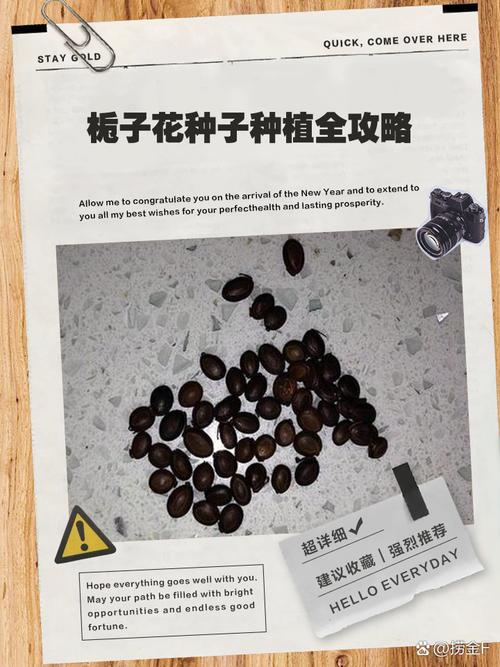 栀子花种子怎么种（栀子花种子怎么种容易发芽）-第1张图片-花花知道网