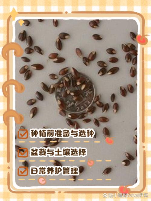 栀子花种子怎么种（栀子花种子怎么种容易发芽）-第3张图片-花花知道网