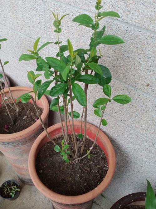 栀子花种子怎么种（栀子花种子怎么种容易发芽）-第7张图片-花花知道网