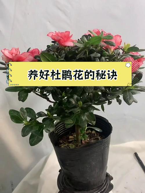 如何延长杜鹃花的花期(如何让杜鹃花长花苞)-第5张图片-花花知道网 如何延长杜鹃花的花期(如何让杜鹃花长花苞)-第5张图片-花花知道网