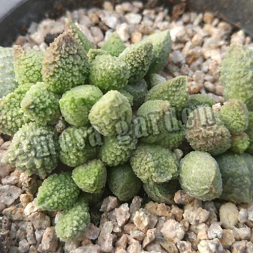 天锦章属怎么养(多肉天锦章和海豹区别)-第1张图片-花花知道网 天锦章属怎么养(多肉天锦章和海豹区别)-第1张图片-花花知道网