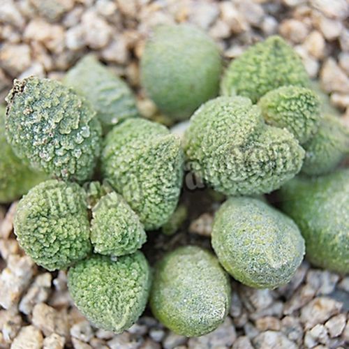 天锦章属怎么养(多肉天锦章和海豹区别)-第3张图片-花花知道网 天锦章属怎么养(多肉天锦章和海豹区别)-第3张图片-花花知道网