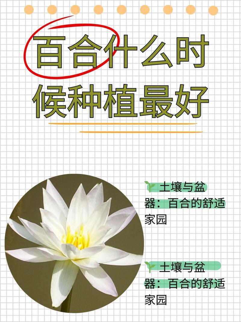 百合花什么时候种最合适(百合花应该什么时候种植)-第3张图片-花花知道网 百合花什么时候种最合适(百合花应该什么时候种植)-第3张图片-花花知道网