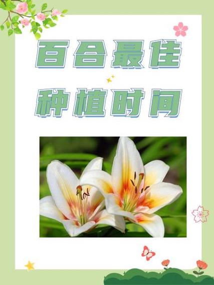 百合花什么时候种最合适(百合花应该什么时候种植)-第4张图片-花花知道网 百合花什么时候种最合适(百合花应该什么时候种植)-第4张图片-花花知道网