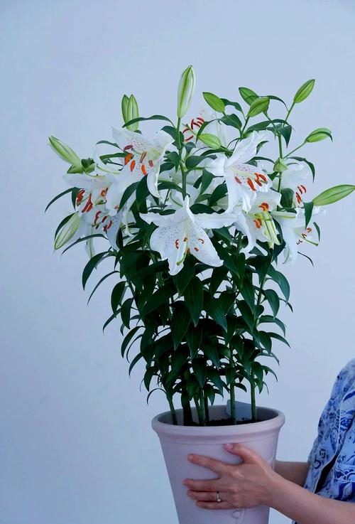 百合花什么时候种最合适(百合花应该什么时候种植)-第5张图片-花花知道网 百合花什么时候种最合适(百合花应该什么时候种植)-第5张图片-花花知道网