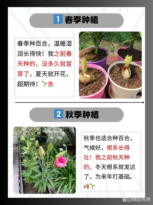 百合花什么时候种最合适(百合花应该什么时候种植)-第8张图片-花花知道网 百合花什么时候种最合适(百合花应该什么时候种植)-第8张图片-花花知道网
