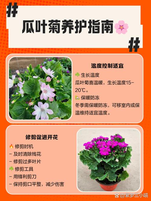 盆栽瓜叶菊怎么养（瓜叶菊怎么养活）-第5张图片-花花知道网