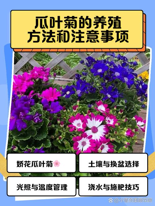 盆栽瓜叶菊怎么养（瓜叶菊怎么养活）-第7张图片-花花知道网