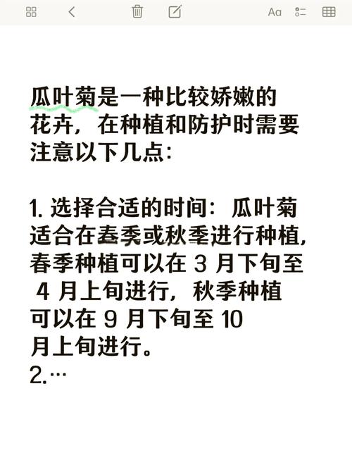 盆栽瓜叶菊怎么养（瓜叶菊怎么养活）-第8张图片-花花知道网