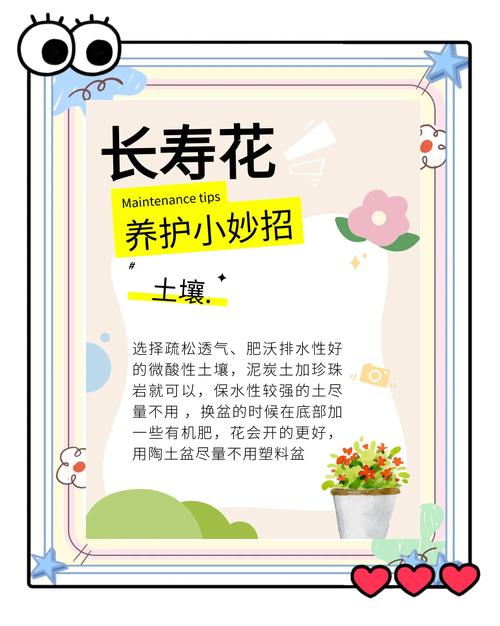 长寿花怎样养才能爆盆（长寿花怎样养才能爆盆呢）-第2张图片-花花知道网