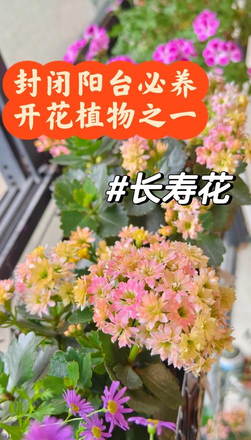 长寿花怎样养才能爆盆（长寿花怎样养才能爆盆呢）-第4张图片-花花知道网