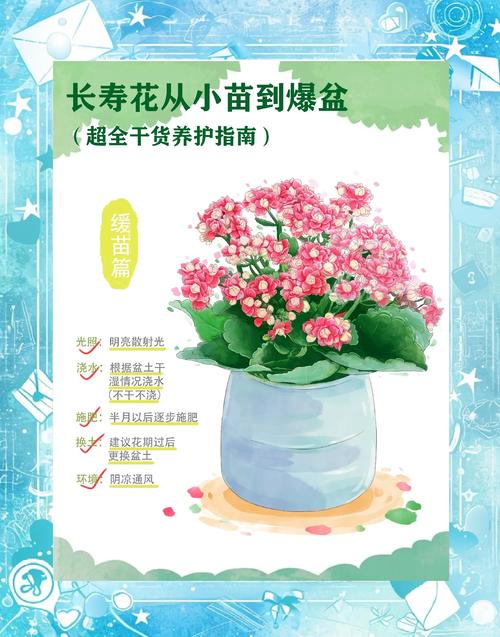 长寿花怎样养才能爆盆（长寿花怎样养才能爆盆呢）-第5张图片-花花知道网