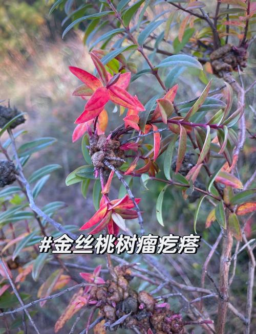 金丝梅如何进行分株繁殖(金丝梅怎么种)-第1张图片-花花知道网 金丝梅如何进行分株繁殖(金丝梅怎么种)-第1张图片-花花知道网