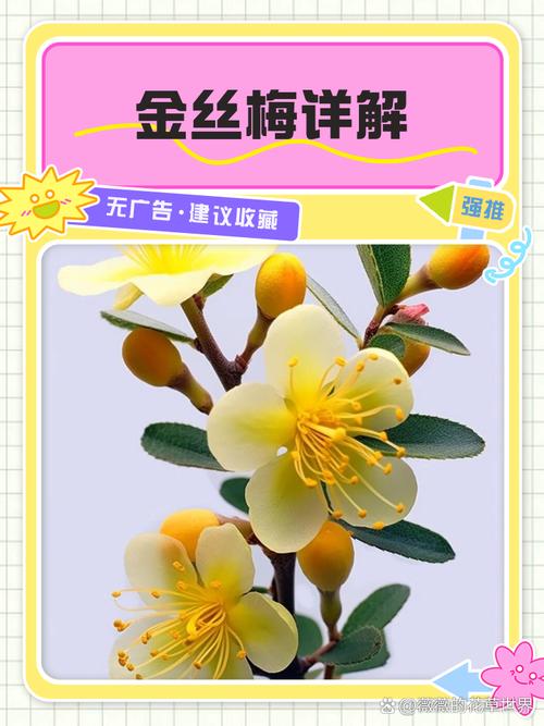 金丝梅如何进行分株繁殖(金丝梅怎么种)-第3张图片-花花知道网 金丝梅如何进行分株繁殖(金丝梅怎么种)-第3张图片-花花知道网