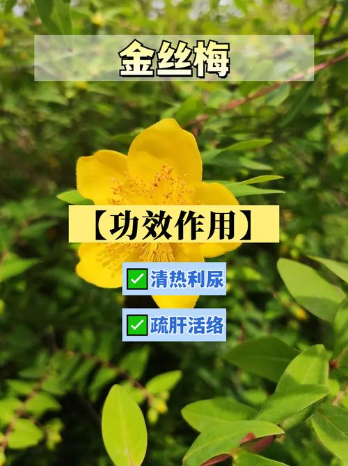 金丝梅如何进行分株繁殖(金丝梅怎么种)-第5张图片-花花知道网 金丝梅如何进行分株繁殖(金丝梅怎么种)-第5张图片-花花知道网