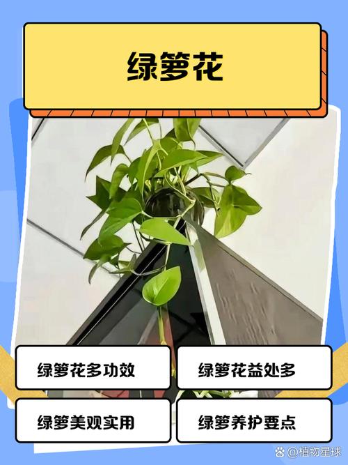 浇花掺点小东西（浇花掺点小东西可以吗）-第1张图片-花花知道网