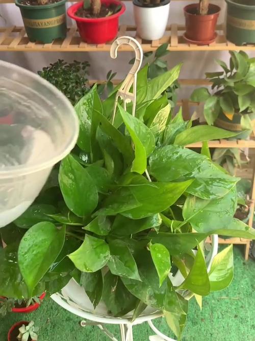 浇花掺点小东西（浇花掺点小东西可以吗）-第2张图片-花花知道网