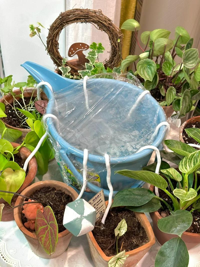 浇花掺点小东西（浇花掺点小东西可以吗）-第4张图片-花花知道网