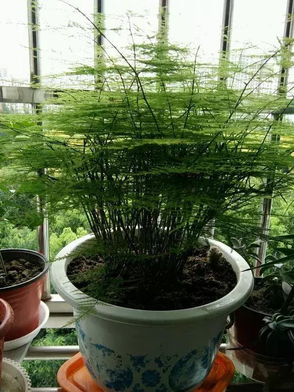 浇花掺点小东西（浇花掺点小东西可以吗）-第5张图片-花花知道网