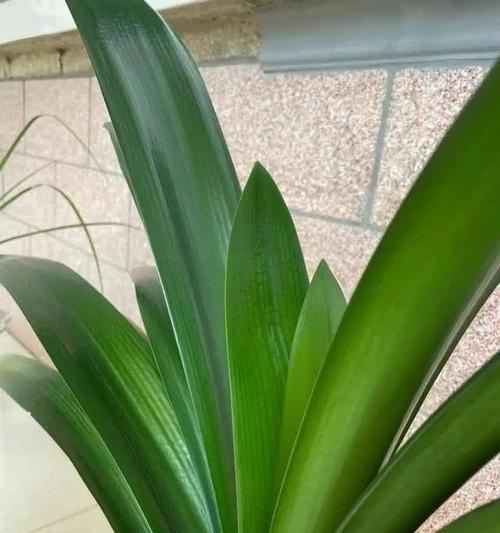 浇花掺点小东西（浇花掺点小东西可以吗）-第7张图片-花花知道网