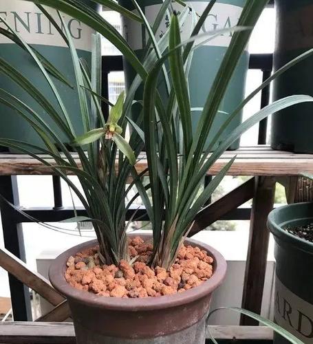 盆里埋1根木棒(花盆里插棍子)-第3张图片-花花知道网 盆里埋1根木棒(花盆里插棍子)-第3张图片-花花知道网