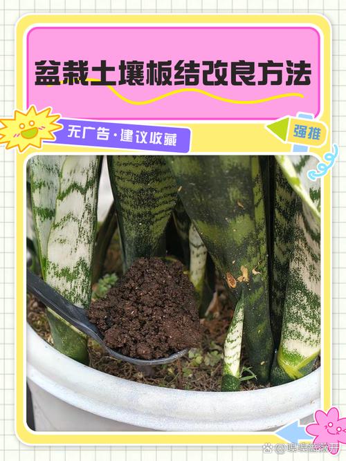 盆里埋1根木棒(花盆里插棍子)-第4张图片-花花知道网 盆里埋1根木棒(花盆里插棍子)-第4张图片-花花知道网
