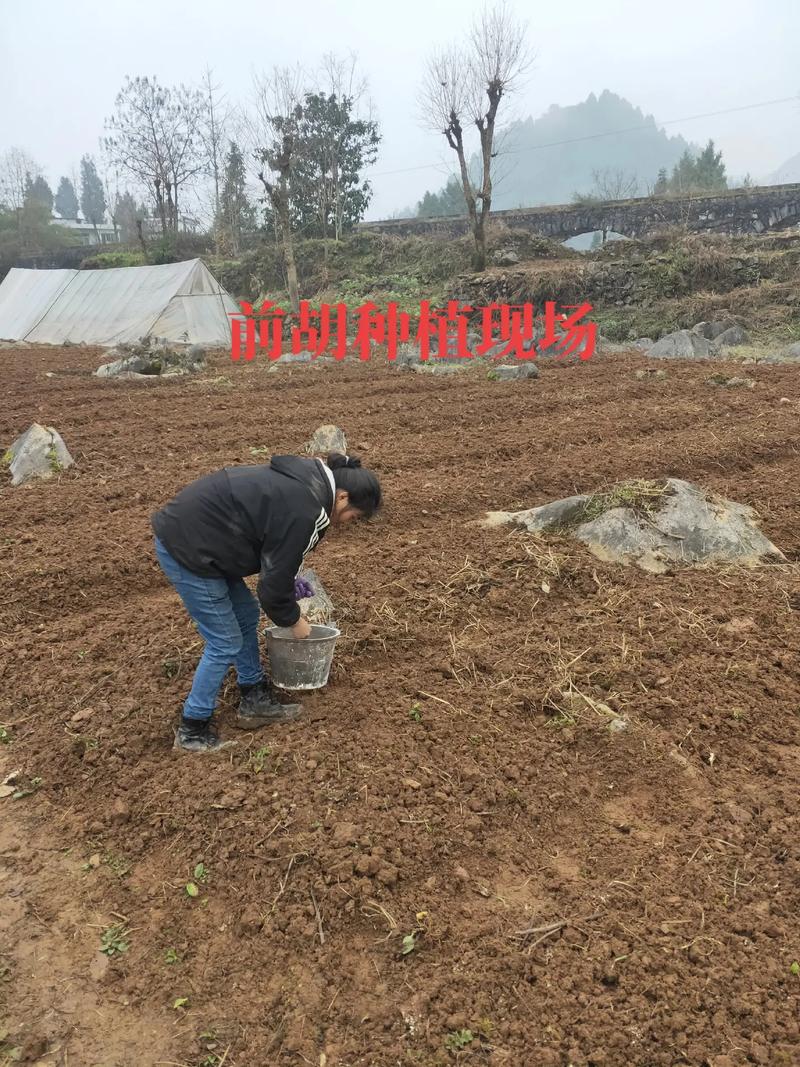 前胡的种子怎么种植(前胡的种植与管理)-第3张图片-花花知道网 前胡的种子怎么种植(前胡的种植与管理)-第3张图片-花花知道网