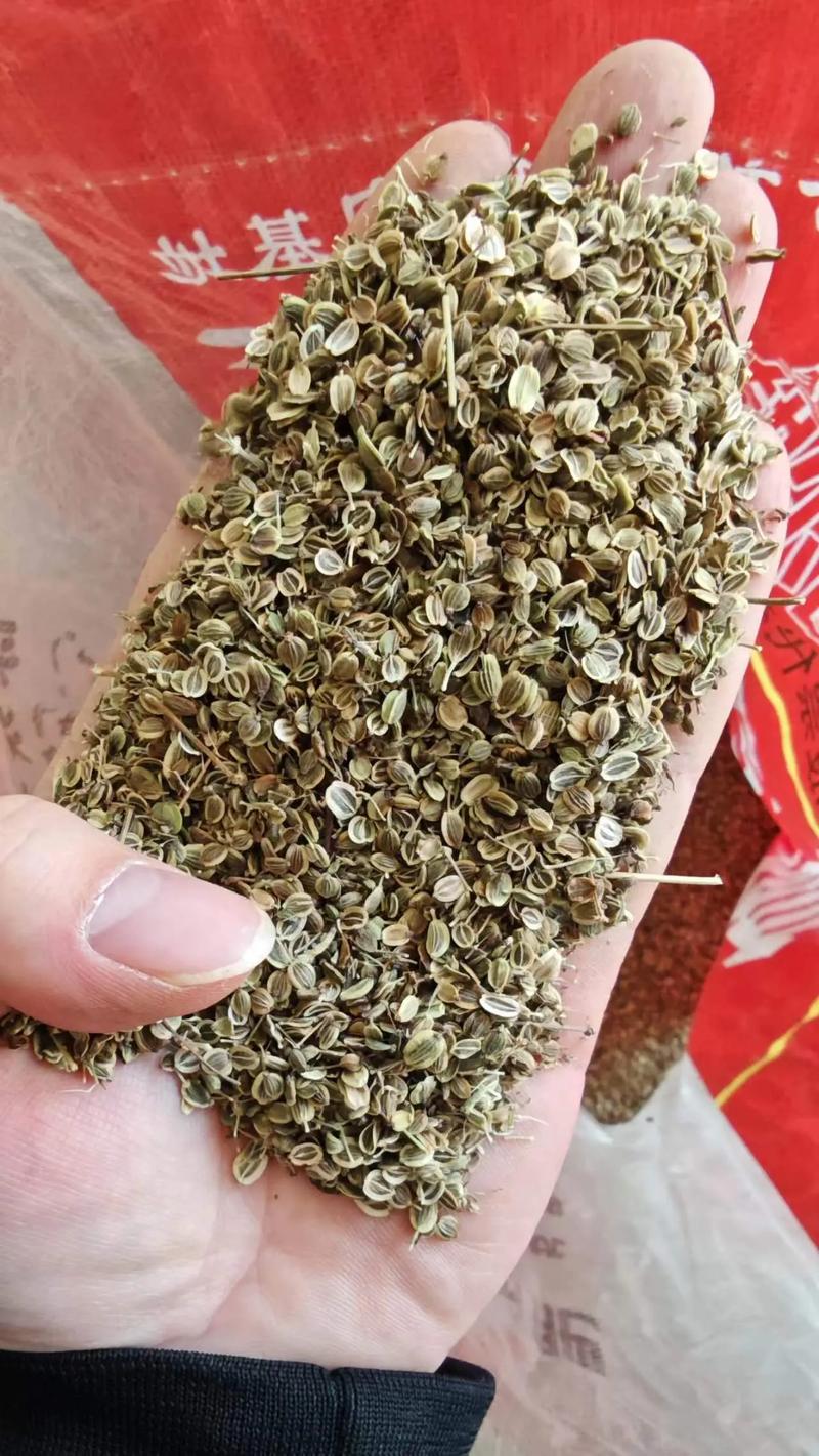 前胡的种子怎么种植(前胡的种植与管理)-第4张图片-花花知道网 前胡的种子怎么种植(前胡的种植与管理)-第4张图片-花花知道网