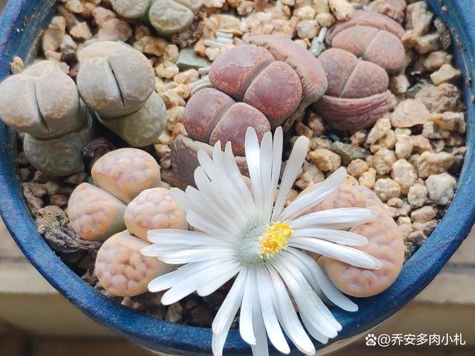 生石花徒长了怎么办(生石花徒长扒开会死吗)-第1张图片-花花知道网 生石花徒长了怎么办(生石花徒长扒开会死吗)-第1张图片-花花知道网