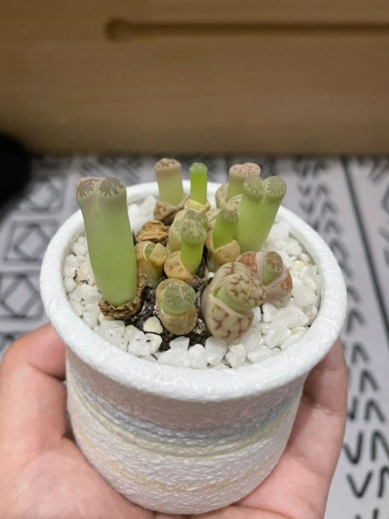 生石花徒长了怎么办(生石花徒长扒开会死吗)-第3张图片-花花知道网 生石花徒长了怎么办(生石花徒长扒开会死吗)-第3张图片-花花知道网