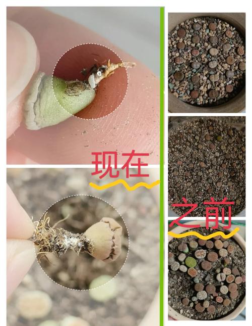 生石花徒长了怎么办(生石花徒长扒开会死吗)-第4张图片-花花知道网 生石花徒长了怎么办(生石花徒长扒开会死吗)-第4张图片-花花知道网