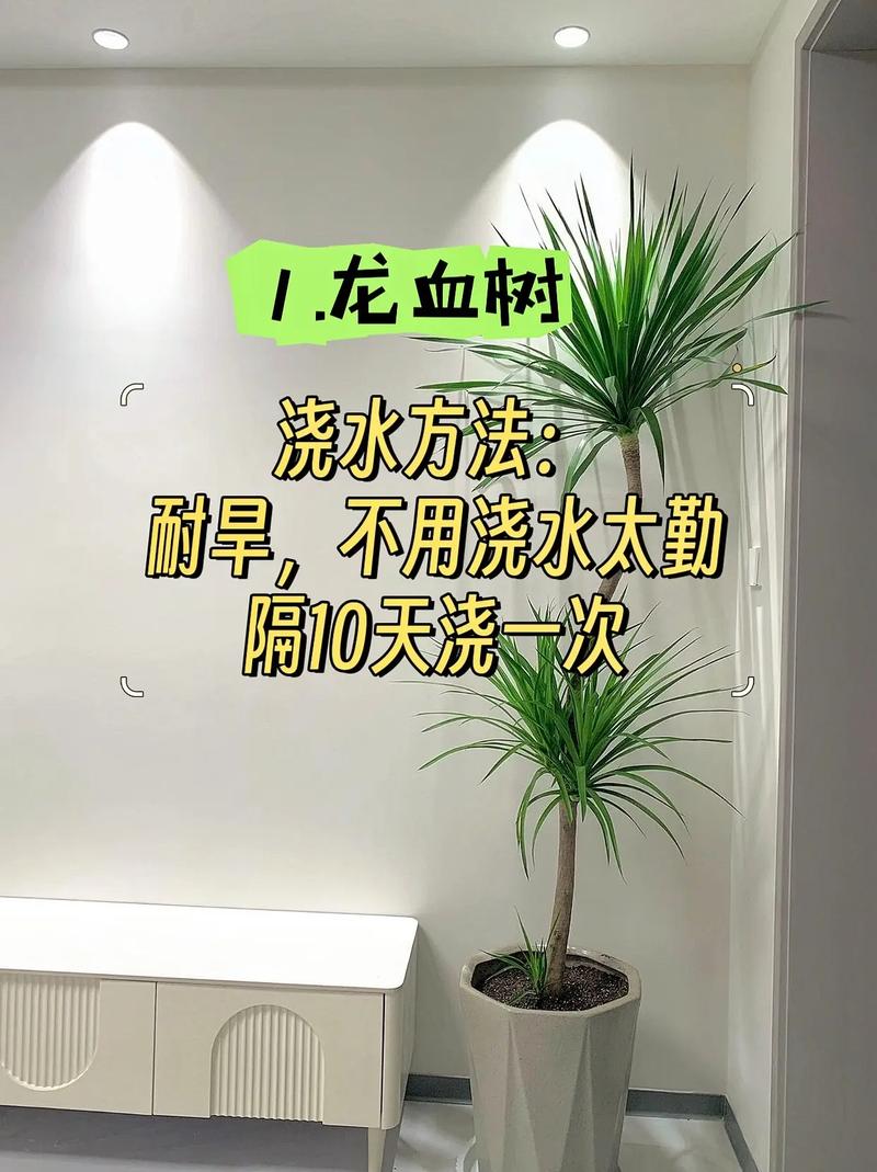 龙血树怎么浇水(龙血树怎么浇水视频)-第2张图片-花花知道网 龙血树怎么浇水(龙血树怎么浇水视频)-第2张图片-花花知道网