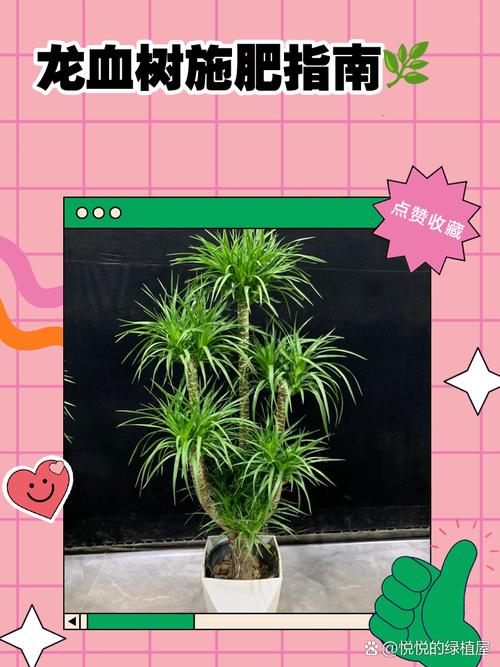 龙血树怎么浇水(龙血树怎么浇水视频)-第3张图片-花花知道网 龙血树怎么浇水(龙血树怎么浇水视频)-第3张图片-花花知道网
