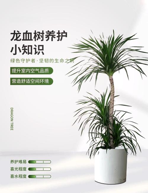 龙血树怎么浇水(龙血树怎么浇水视频)-第4张图片-花花知道网 龙血树怎么浇水(龙血树怎么浇水视频)-第4张图片-花花知道网