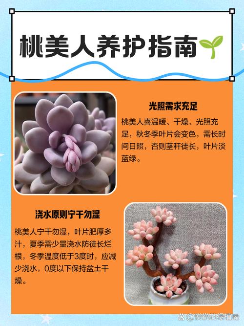 桃美人夏天怎么养（桃美人夏天怎么养护）-第2张图片-花花知道网