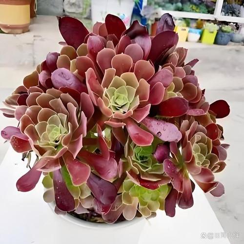 紫羊绒怎么养（紫羊绒的养殖方法和注意事项）-第3张图片-花花知道网